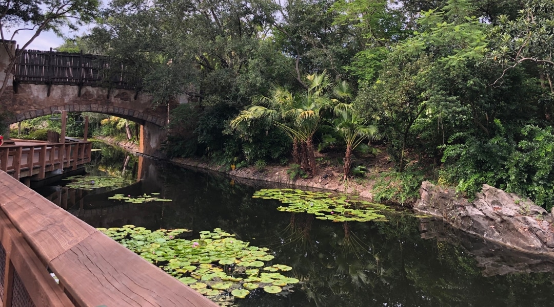 Quiet place to rest at Animal Kingdom at Walt Disney World