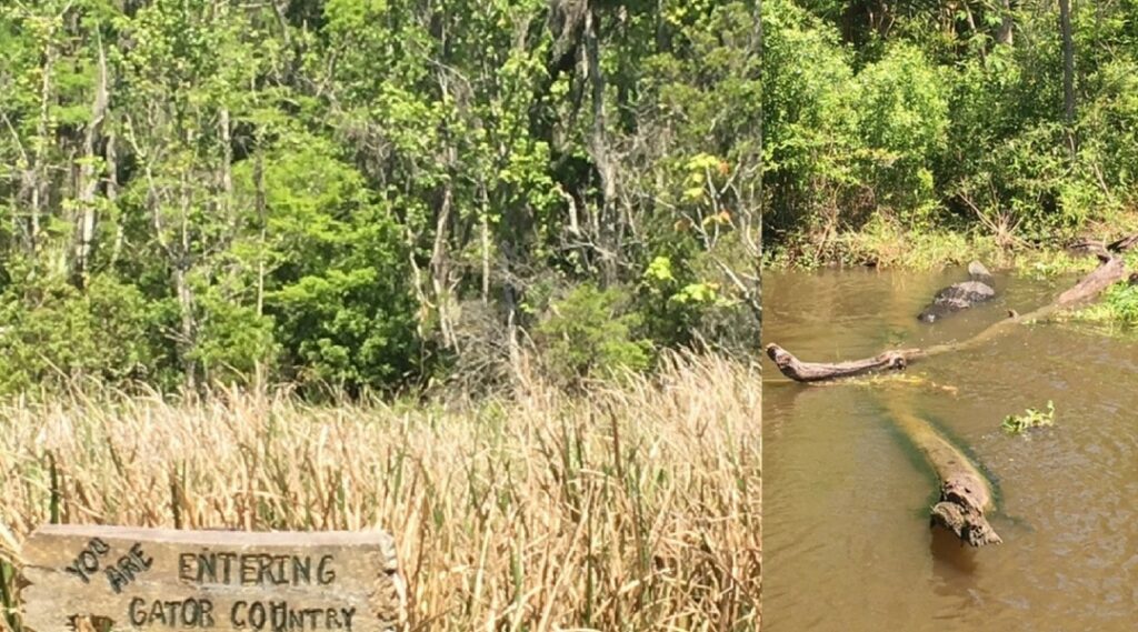 Jean Lafitte Swamp Tour