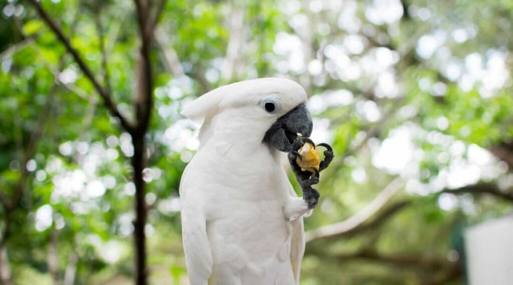 Cockatoo at Uncle Sandy's Bird Park Pensacola Florida