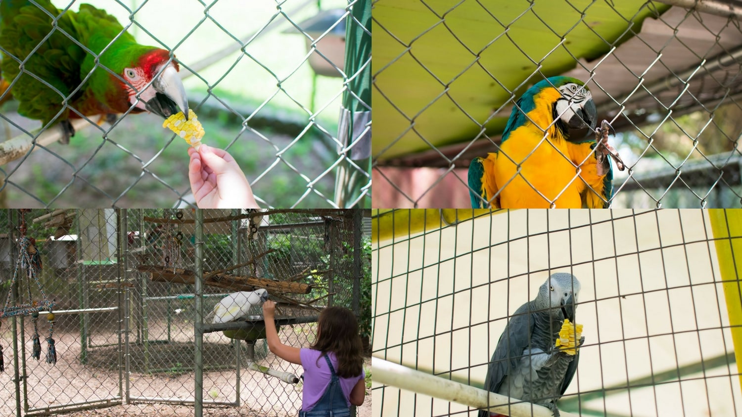 Uncle Sandys Macaw Bird Park Pensacola Florida 