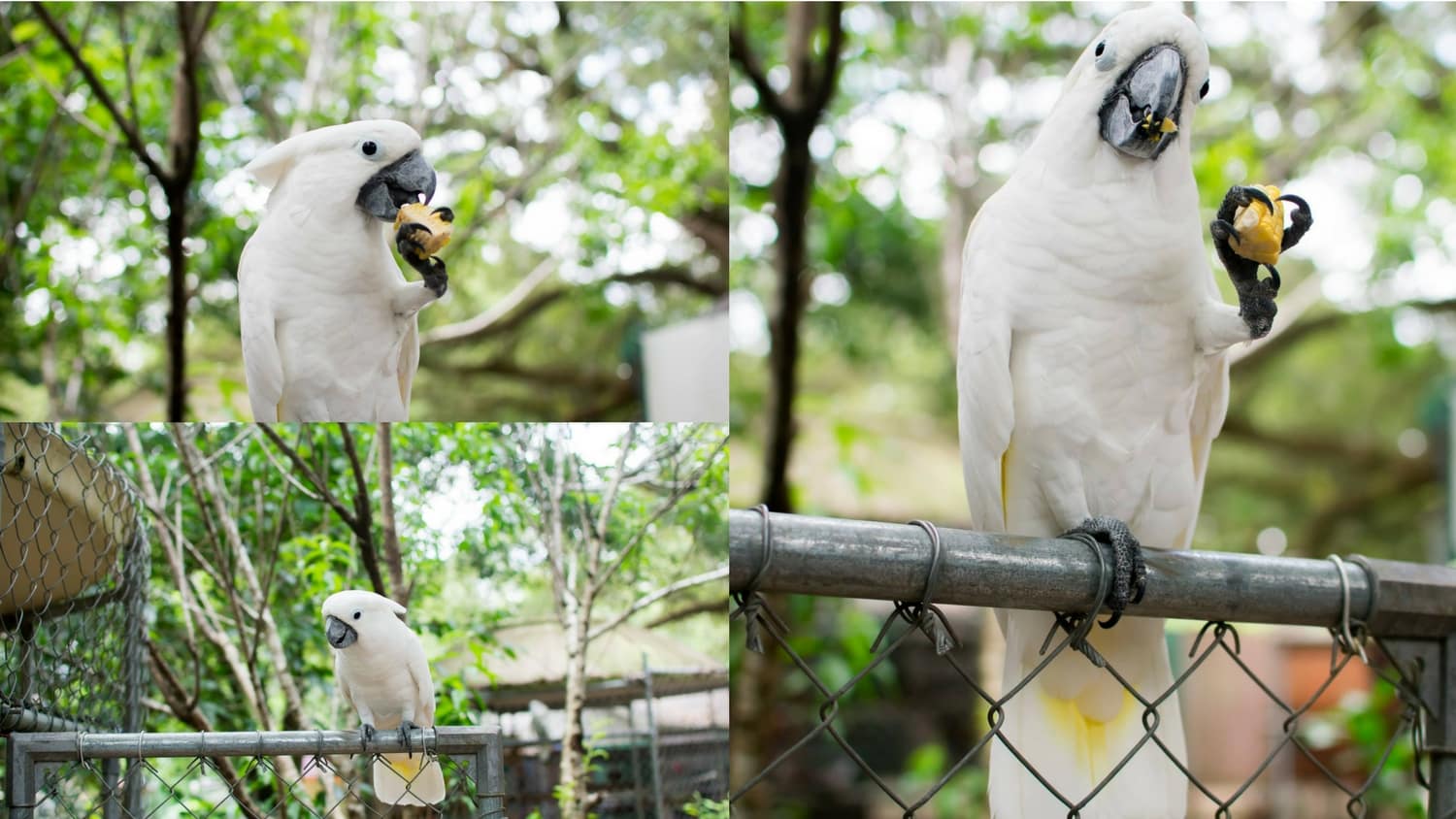 Uncle Sandys Bird Park Pensacola Florida