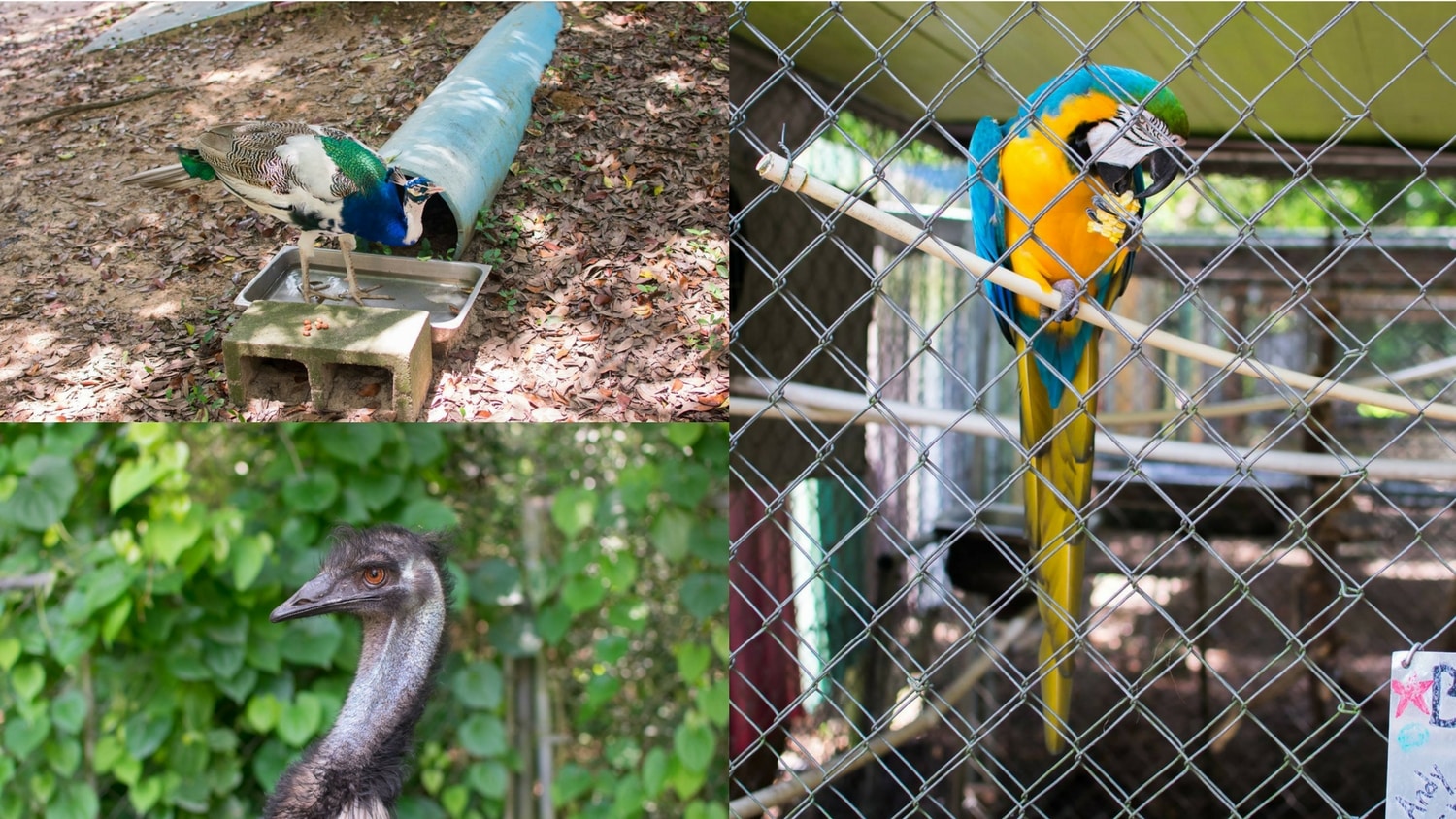 Uncle Sandy's Bird Park Pensacola Florida 