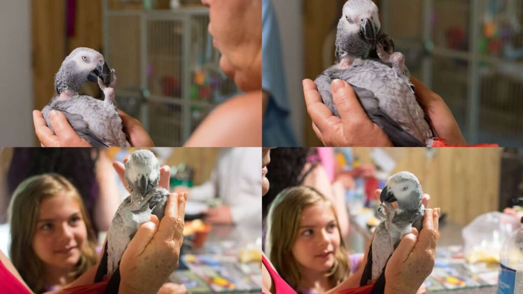 African Gray at Uncle Sandy's Bird Park Pensacola Florida 