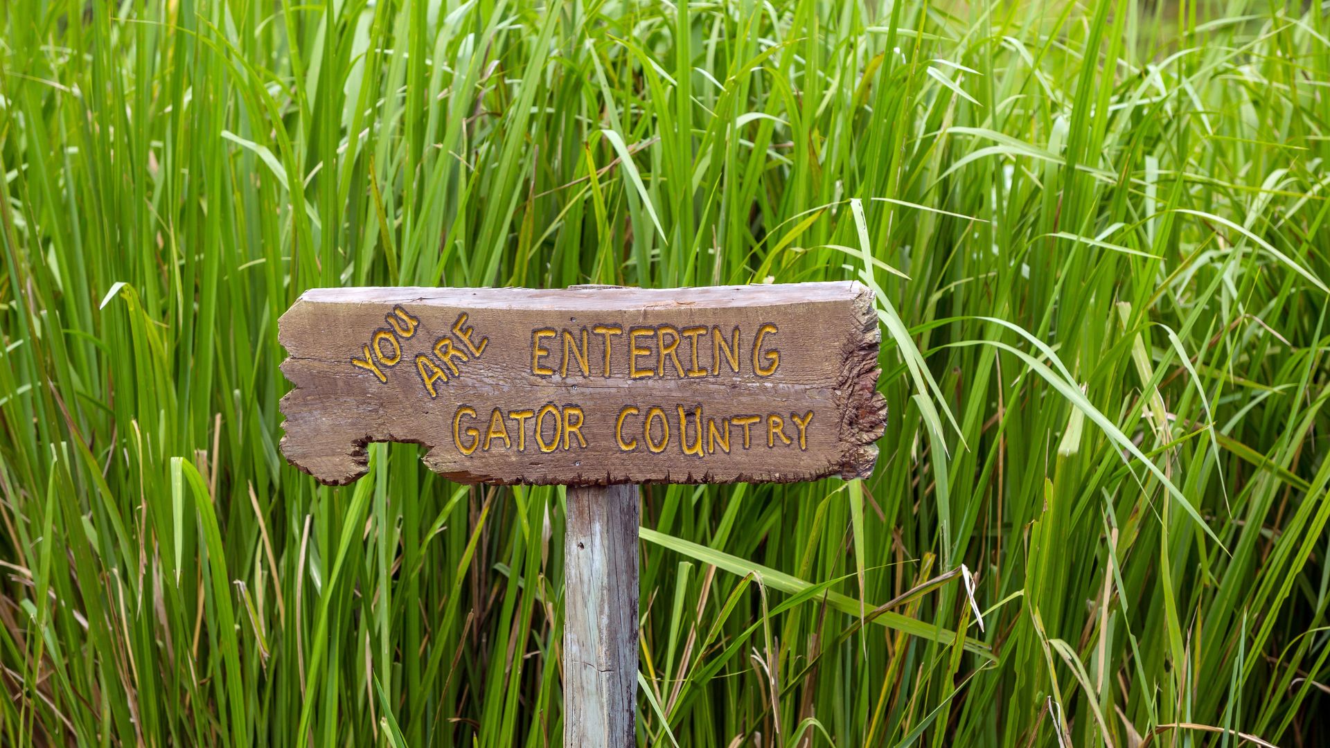 Lafitte Swamp Tour