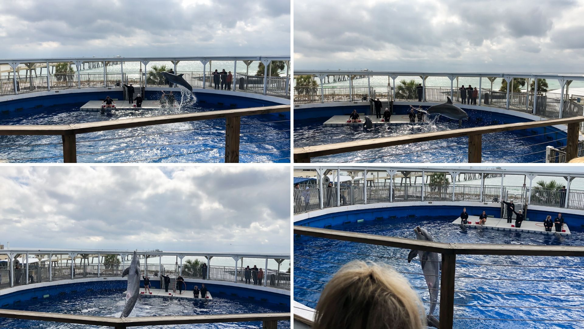 Dolphin Show - Gulfarium Ft. Walton Beach Florida 