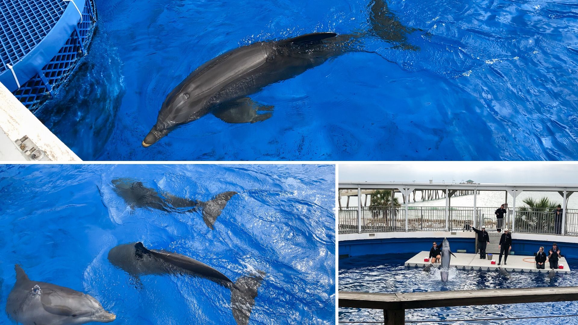 Dolphins at Gulfarium Fort Walton Beach Florida 