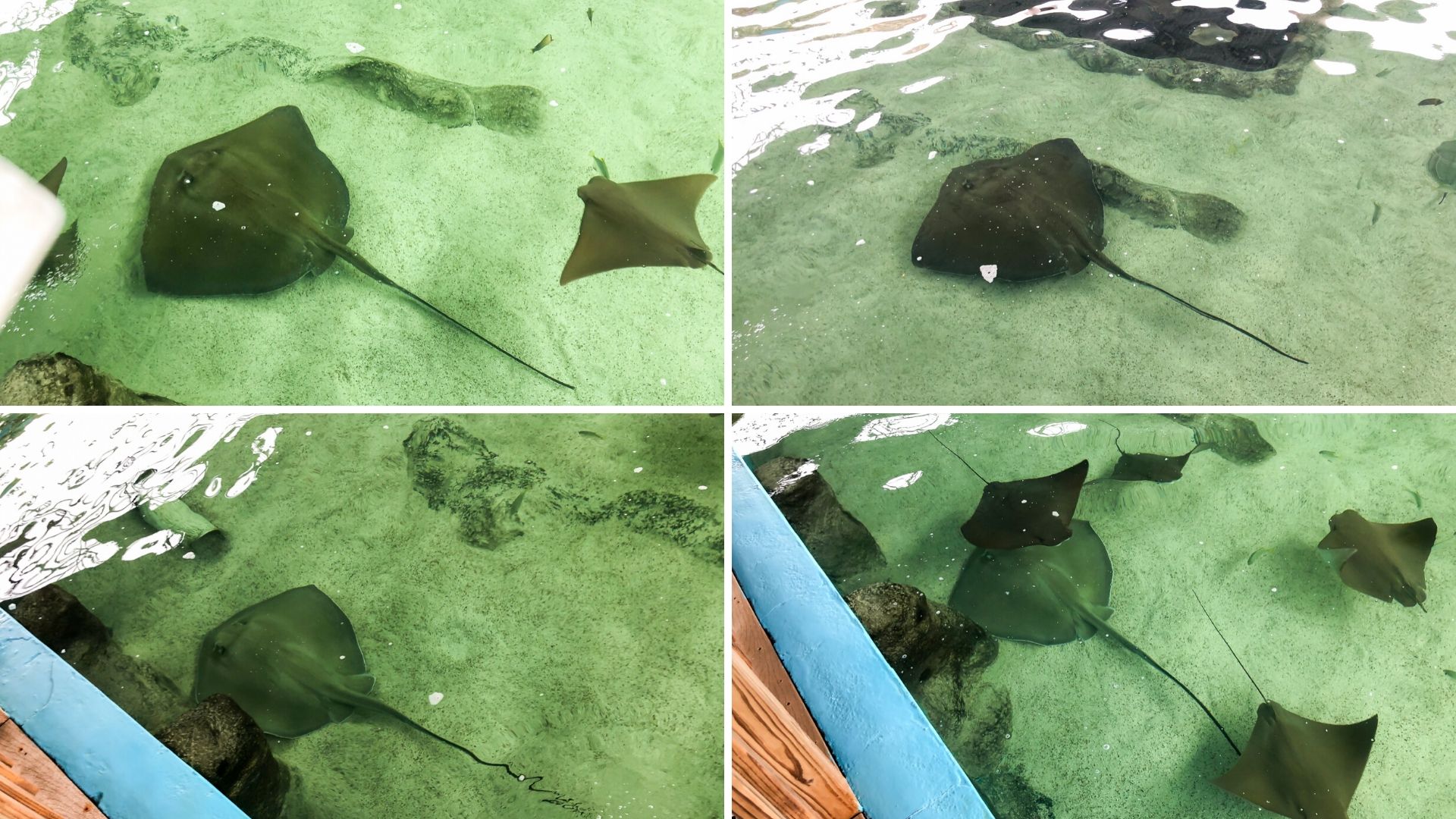 Sting Rays - Gulfarium - Ft Walton Beach Florida 