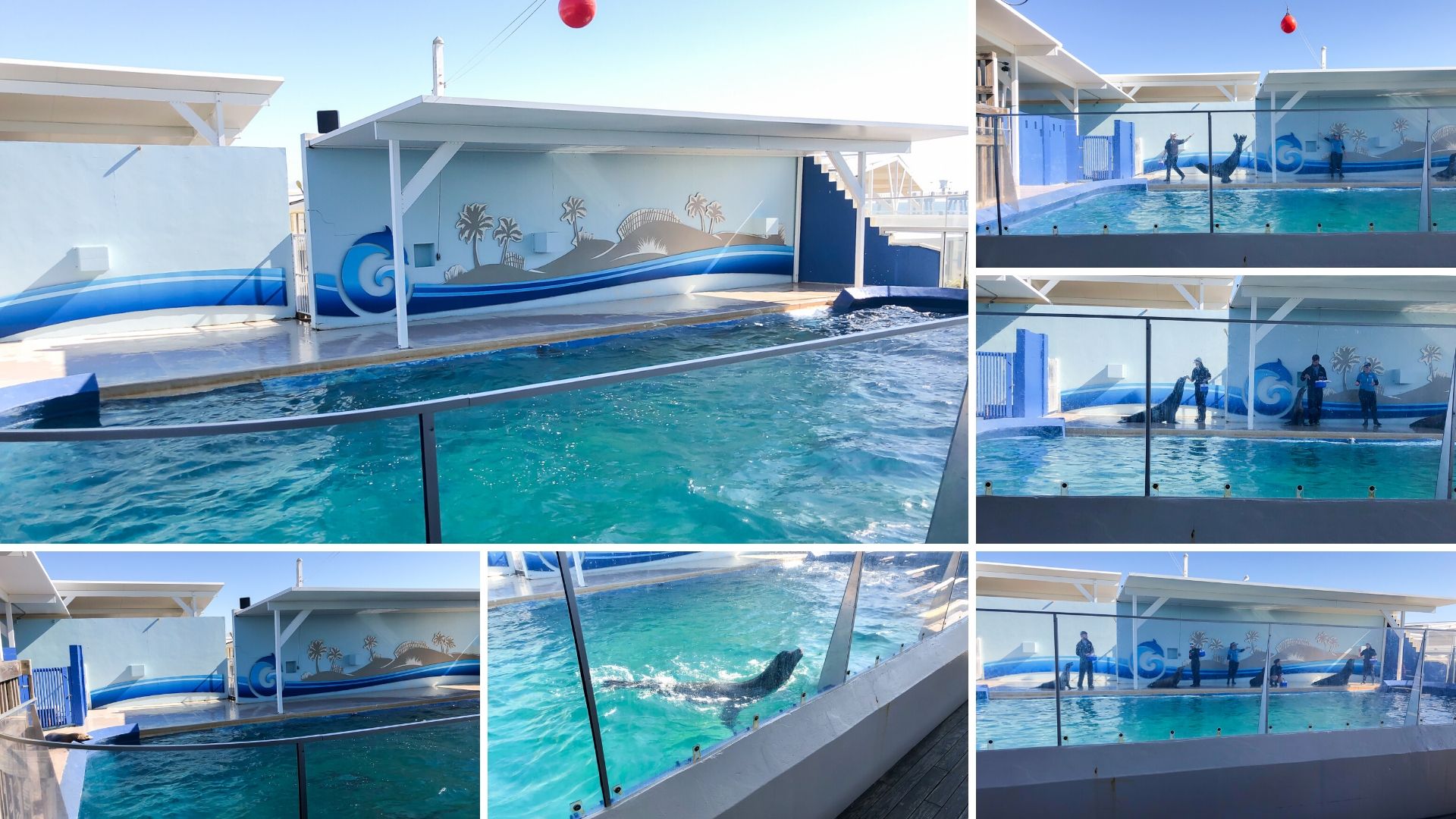 Sea Lion Show - Gulfarium - Fort Walton Beach Florida 