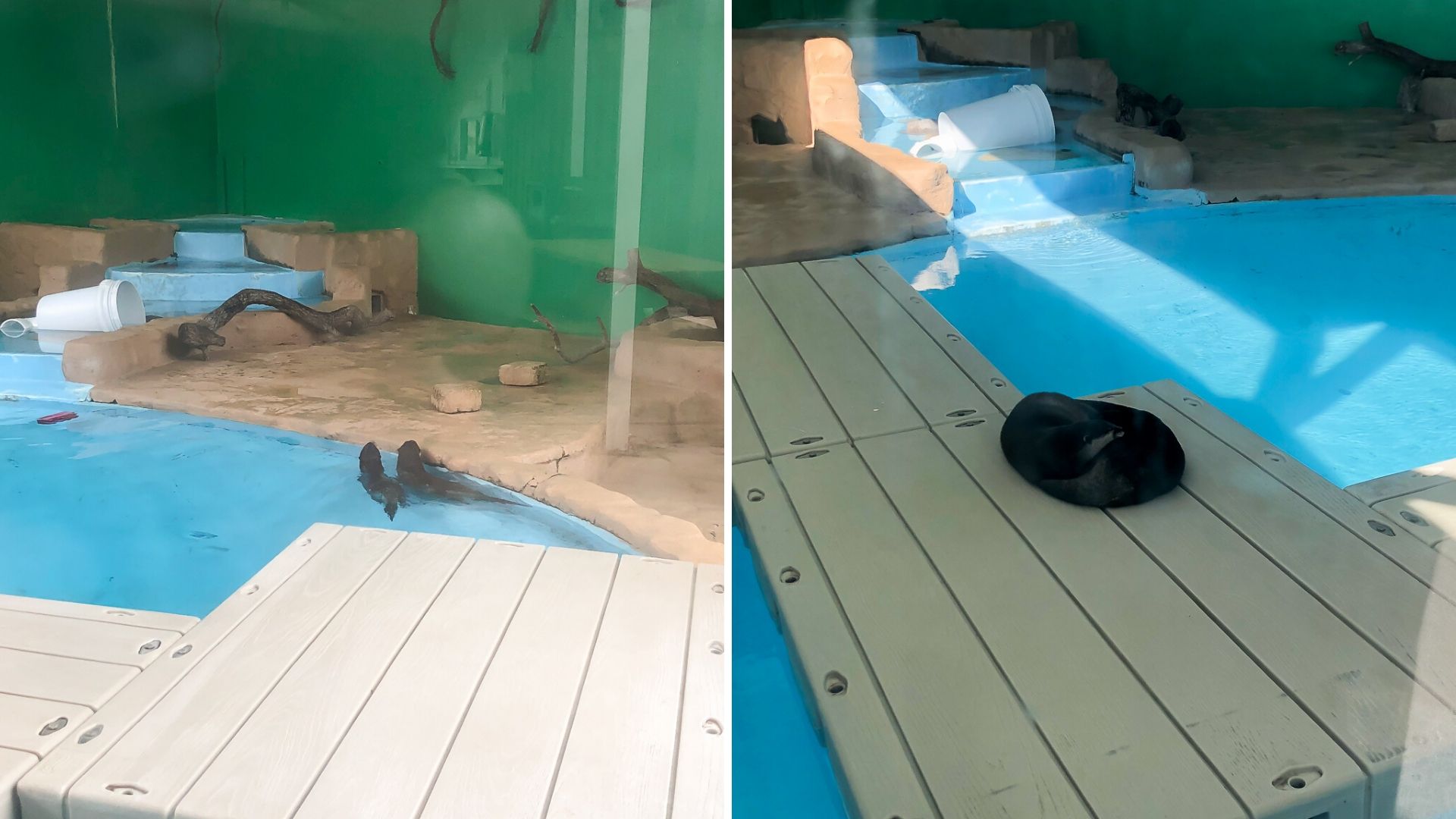 Otters - Gulfarium - Fort Walton Beach Florida 