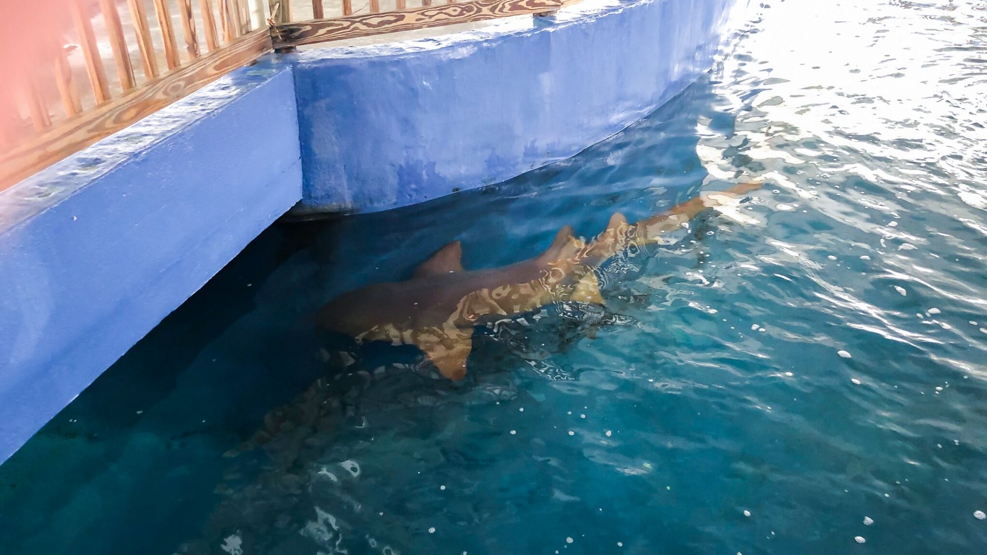 Sharks - Gulfarium - Ft Walton Beach Florida 